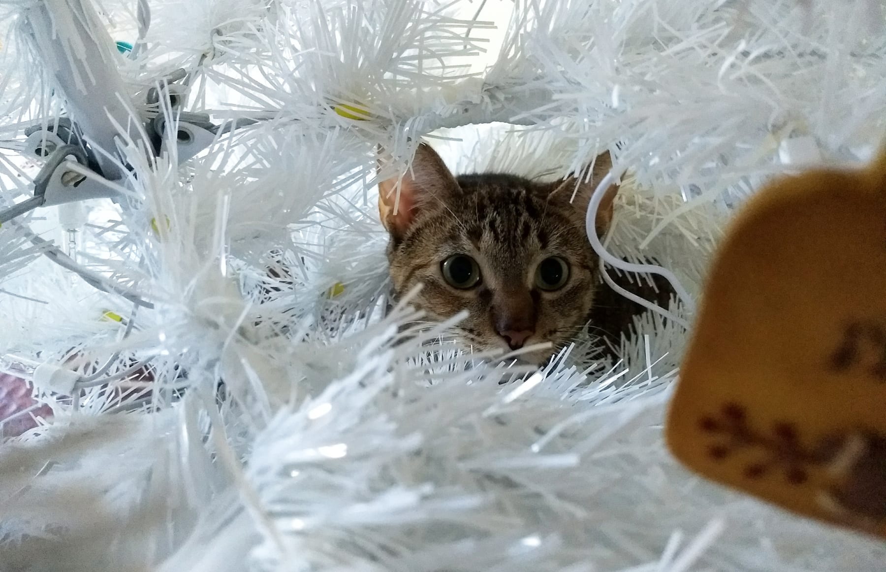 Trimming My Tiny Christmas Tree - Summer's Fabulous Cat Life