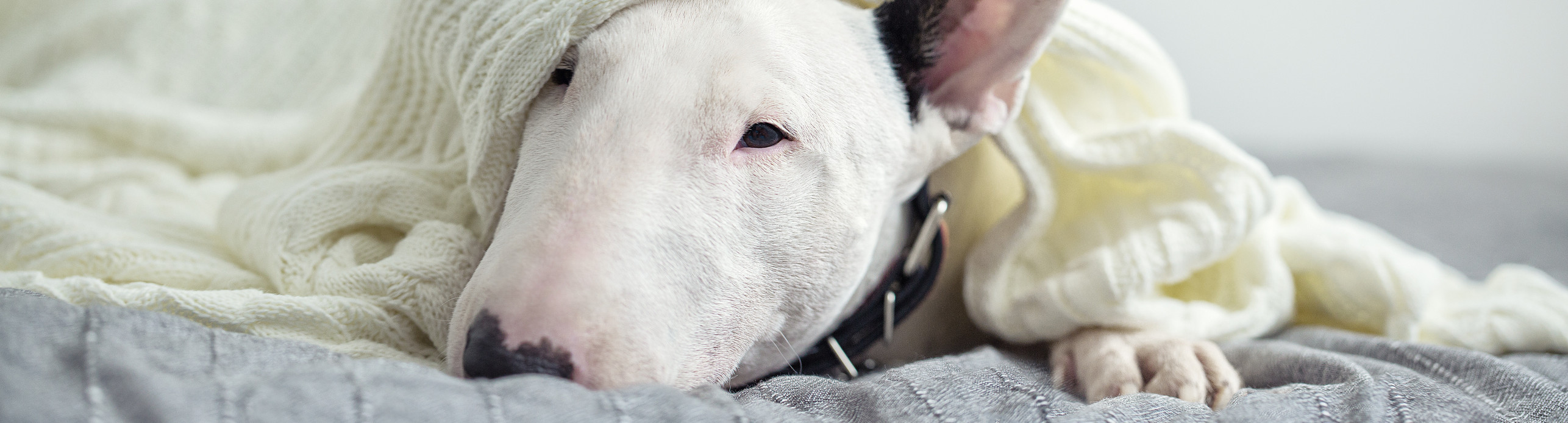 dog wrapped in bedding