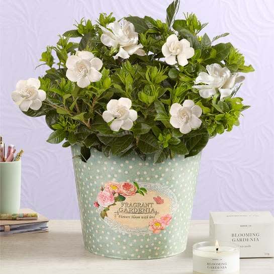 1-800-Flowers Early Mother's Day Sale