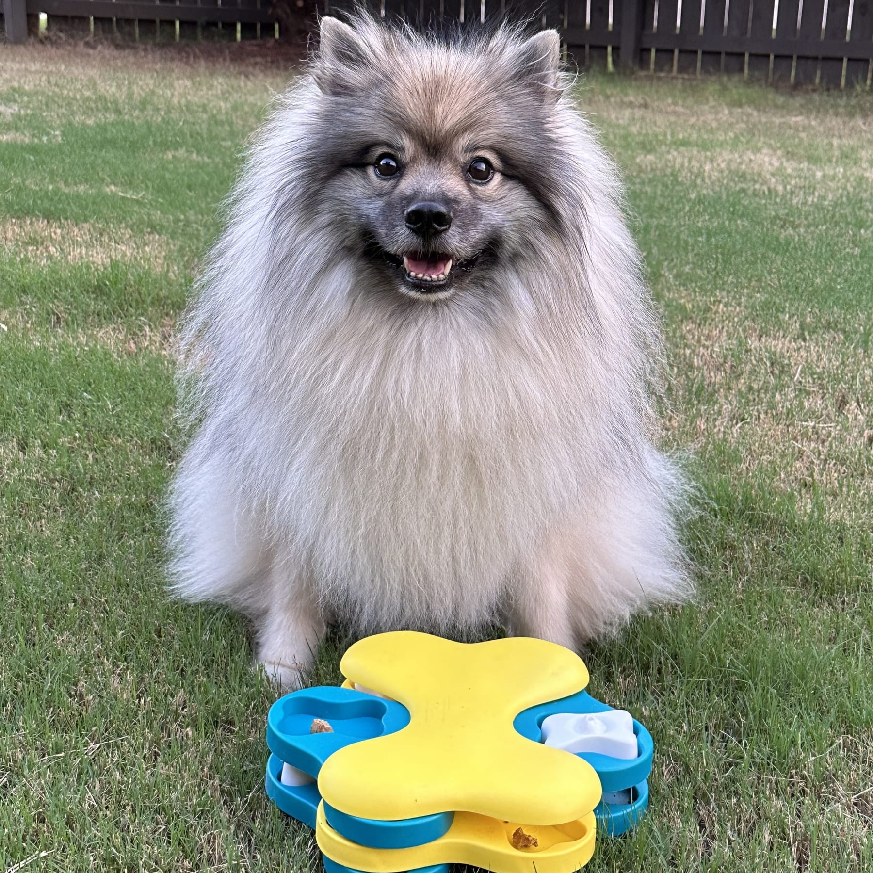 Keeshond dog sits on grass in front of puzzle toy.