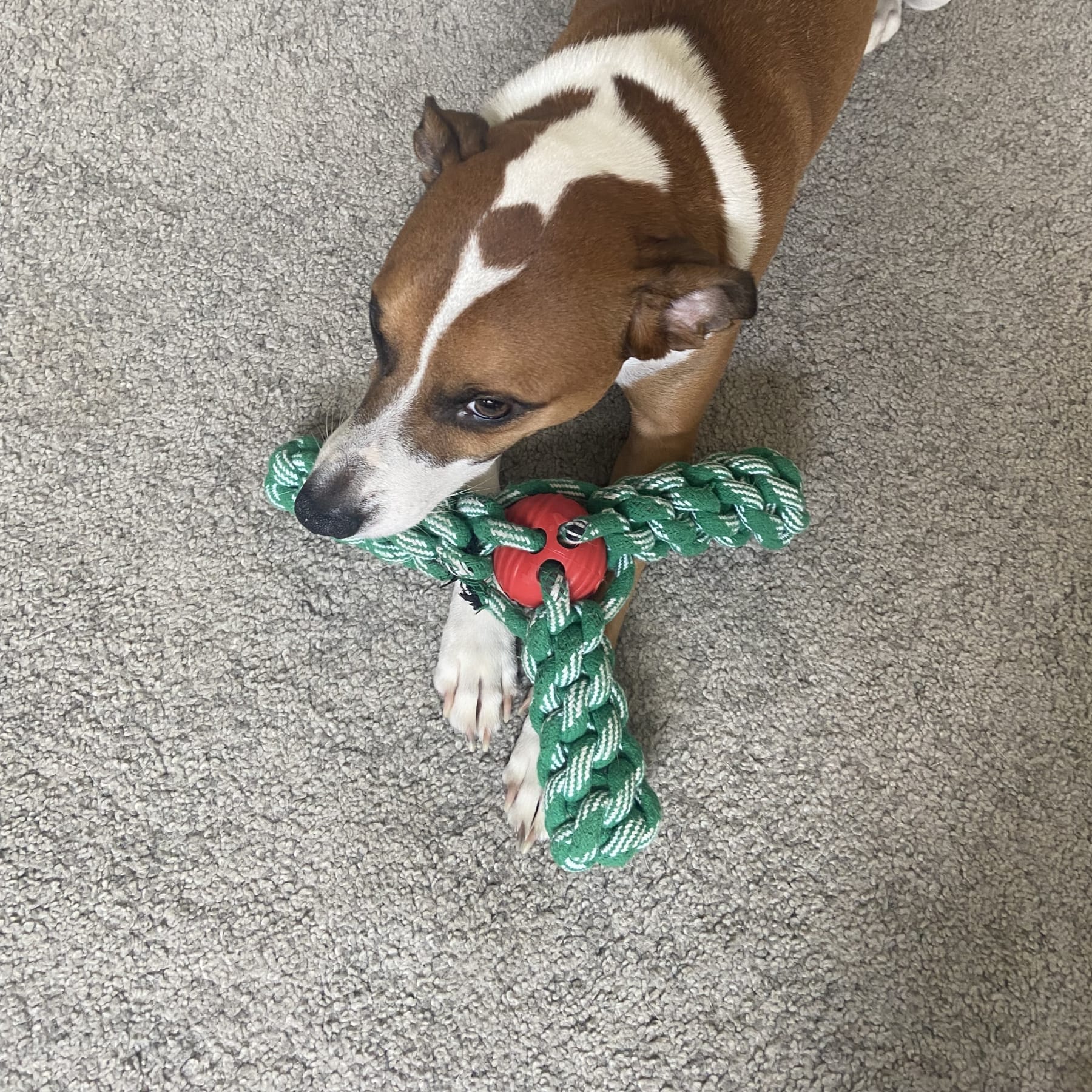 Brown-and-white dog chews on rope toy.