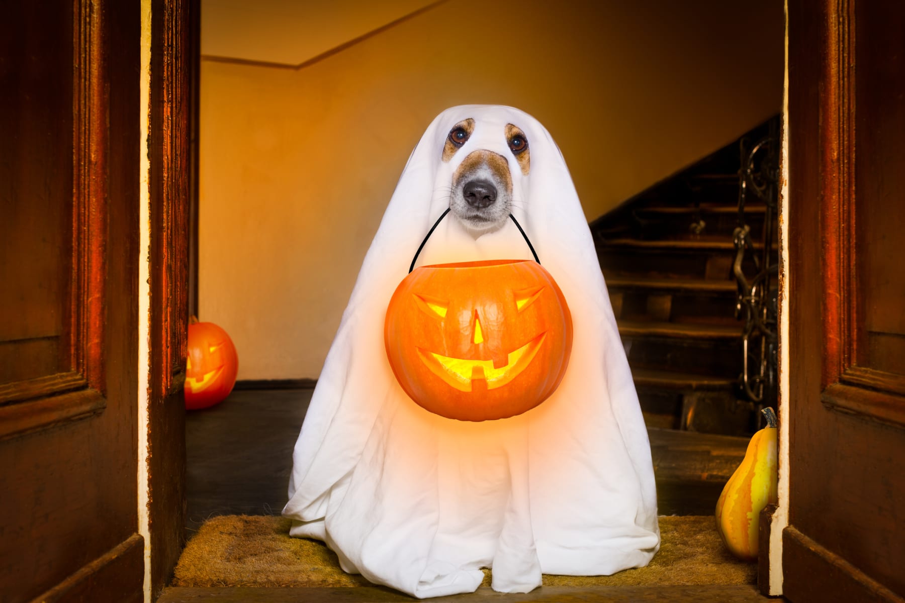 best Halloween 2022 costumes for dogs: shop Walmart, Target