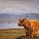 5-Night Scotland Hotel & Tour Vacation: From $1,738 for 2 5-Night Scotland Hotel & Tour Vacation: From $1,738 for 2