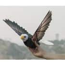 Go Go Bird RC Drone for $160 Go Go Bird RC Drone for $160