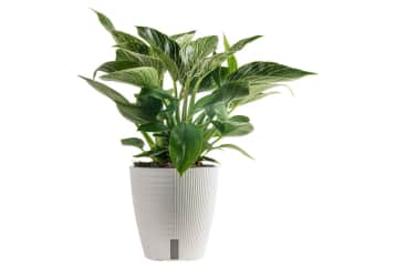 Live Plant Flash Deals at Walmart: Up to 75% off