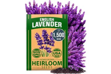 1,500+ English Lavender Seeds: $5.93