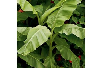 Live Plants at Lowe's: from $5