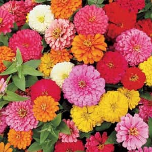 Plant Seed and Bulb Deals at eBay: Extra 15% off