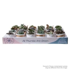 Costa Farm Plants at Lowe's: Up to 20% off