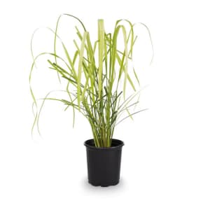Live Plant Deals at Lowe's: from $5 Live Plant Deals at Lowe's: from $5