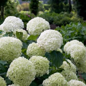 Hydrangea and Boxwood Daily Deals at Lowe's: From $16