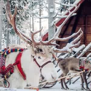 5-Night Finland Polar Escape Hotel and Tour Vacation: from $999 per person 5-Night Finland Polar Escape Hotel and Tour Vacation: from $999 per person