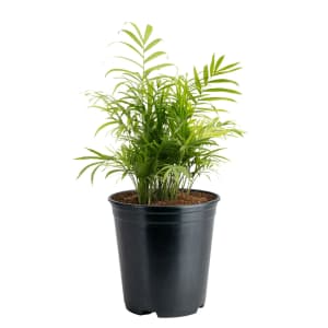 Plants at Lowe's: Up to 50% off