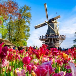 Windstar 7-Night Holland & Belgium in Tulip Season Cruise: From $3,699 per person Windstar 7-Night Holland & Belgium in Tulip Season Cruise: From $3,699 per person