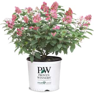 Proven Winners Little Quick Fire Hydrangea: $15