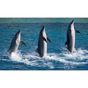 SeaWorld Parks 2‑Day Flash Sale: Up to 65% off + free meal