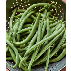Burpee Blue Lake Bush Bean Seed 8-oz. Pack: $4.95