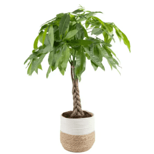 Plants and Patio Decor at Home Depot: Up to 40% off Plants and Patio Decor at Home Depot: Up to 40% off