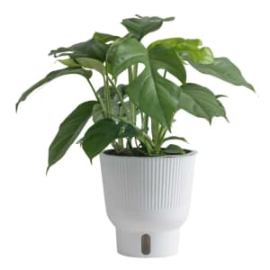House Plants at Lowe's: Deals from $12