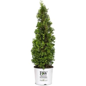 Proven Winners Sting Arborvitae Evergreen Shrub: $16