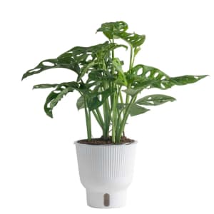 House Plants Deals at Lowe's: Up to 40% off House Plants Deals at Lowe's: Up to 40% off
