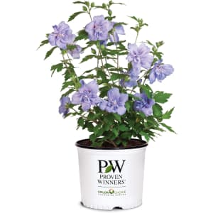 Proven Winners Blue Chiffon Hibiscus Shrub: $15