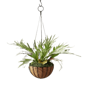 Hilton Carter 13" Artificial Hanging Staghorn Plant: $13