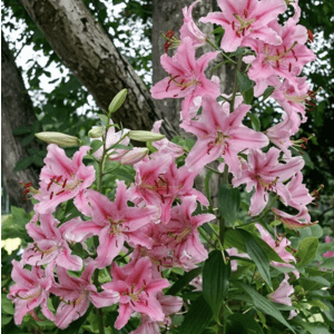 Woot Gardening Steals: Up to 77% off