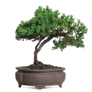 Brussel's Bonsai Trees at Lowe's: 20% off all