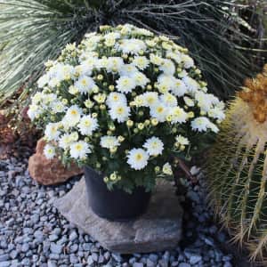 Outdoor Plants at Lowe's: Up to 25% off