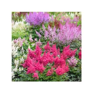Touch Of Eco Large Plume Astilbe Mix Bulbs 9-Pack: $28