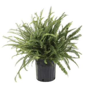 House Plant Deals at Lowe's: Up to 30% off