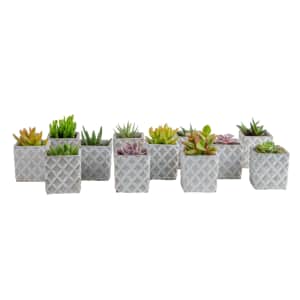 Indoor Plants at Lowe's: Up to 25% off