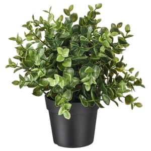 IKEA Window Plants and Planters Black Friday Sale: Up to 50% off
