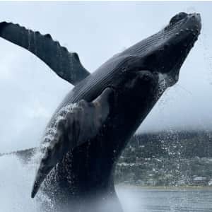 Princess Cruises 7-Night Inside Passage Alaska Cruise: From $834 per person