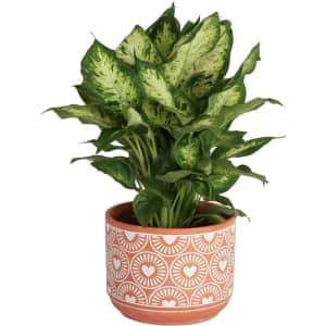 Costa Farms Dieffenbachia Live Indoor Plant: $19