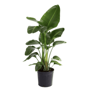 House Plant Deals at Lowe's: Up to 30% off