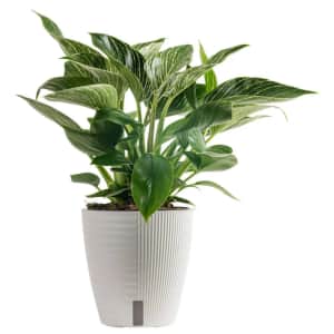 Live Plant Flash Deals at Walmart: Up to 75% off
