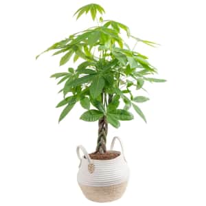 House Plants at Lowe's: Deals from $12