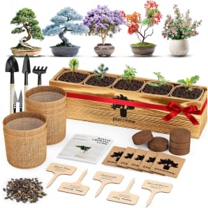 Bonsai Tree Kit: $19