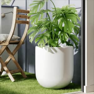 Walmart Deals Week Live Plants Sale: Up to 73% off
