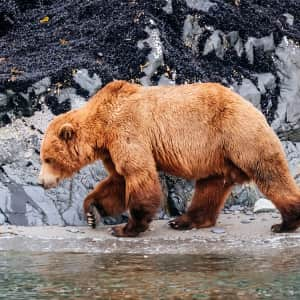 8-Night All-Inclusive Alaska Cruise: From $4,396 for 2