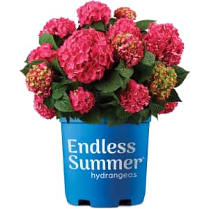 Endless Summer Hydrangea Summer Crush in 1-Gallon Pot: $15