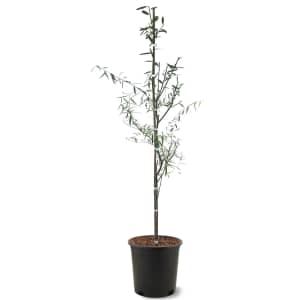 Live Plant and Planter Labor Day Deals at Walmart: Up to 50% off Live Plant and Planter Labor Day Deals at Walmart: Up to 50% off