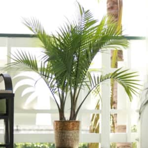 Lowe's Majesty Palm House Plant in 1.94-Gallon Pot: $15 for members Lowe's Majesty Palm House Plant in 1.94-Gallon Pot: $15 for members