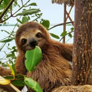 5-Night Costa Rica Flight, Hotel, and Tour Vacation: From $1,269 per person 5-Night Costa Rica Flight, Hotel, and Tour Vacation: From $1,269 per person