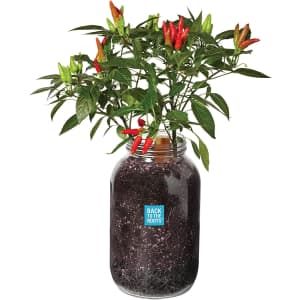 Back to the Roots Non-GMO Chili Planter: $20