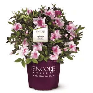 Home Depot Labor Day Outdoor Plant Deals: From $14