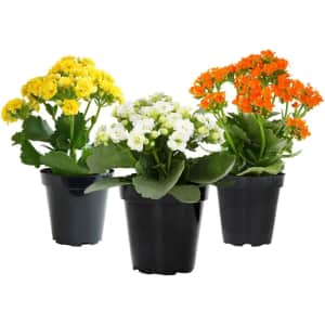 Kalanchoe Live Plants 3-Pack: $19