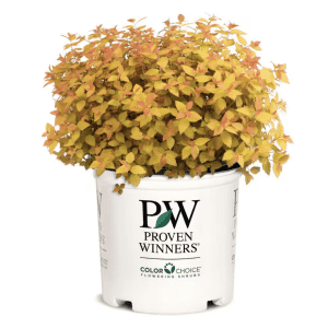 Outdoor Plants at Home Depot: 20% off select